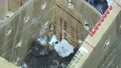 Phát hiện xe khách vận chuyển động vật hoang dã trái phép