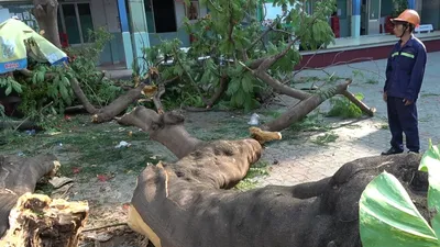 Phụ huynh nói về vụ cây phượng bật gốc đè học sinh