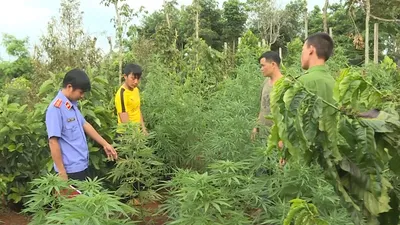 Trồng cần sa, hai anh em sinh đôi bị bắt