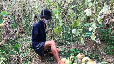 Dưa lưới để đến thối vì không bán được trong dịch COVID-19 