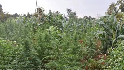 Video: Phát hiện trồng hơn 250 cây cần sa trong rẫy vắng