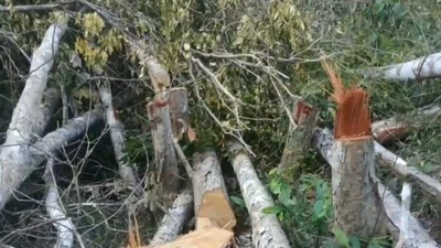 Video: Chủ rừng, kiểm lâm nói gì về vụ phá rừng ở Ea H’leo?