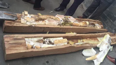 Tiếp tục phát hiện nhiều ngà voi châu Phi giấu trong gỗ