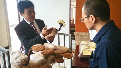 Việt kiều 'hiến kế' giúp TP.HCM trồng rau kiểu Nhật