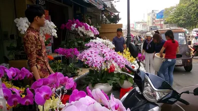 Hốt bạc hoa lan Tết bán 'đắt như tôm tươi'