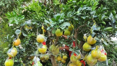 70 triệu 1 cây bưởi kiểng trưng tết tại TP.HCM