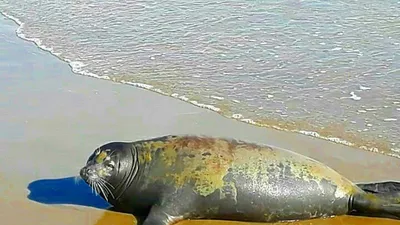 Bình Thuận xuất hiện hải cẩu lên bờ, chơi với người