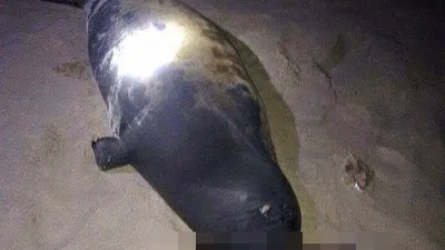 Hải cẩu đùa giỡn với người đã bị đánh chết