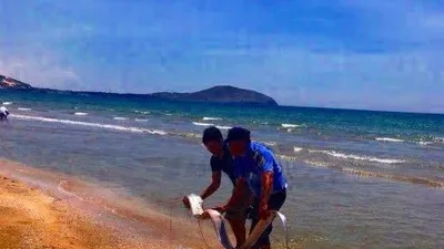 Cá hố ông khổng lồ dạt vào biển Mũi Né