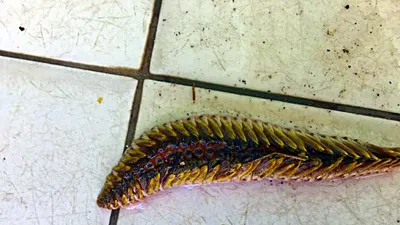 Sâu biển bất ngờ xuất hiện trên bãi biển Đồi Dương Phan Thiết