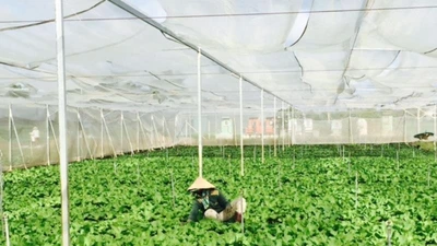 Rau Cần Giuộc, hương vị đặc biệt được ưa chuộng