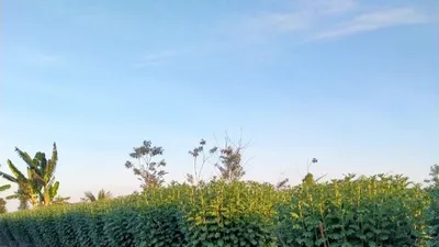 Thiếu hoa tết vì nhà vườn không dám trồng?