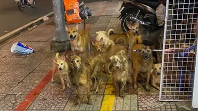 Video: Bị phạt 64 triệu đồng vì nuôi chó gây ô nhiễm môi trường