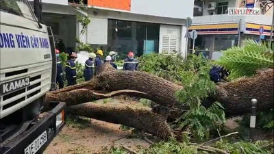 Video: Cây xanh trước cổng trường bật gốc, có học sinh và thai phụ bị thương