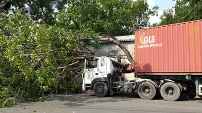 Video: Cây xanh bật gốc, đè bẹp cabin xe container