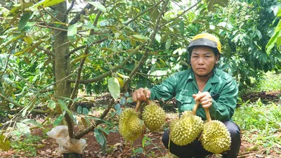 Video: Kẻ gian cạo trắng gốc vườn sầu riêng sắp thu hoạch