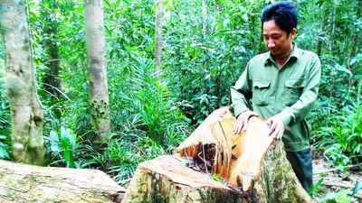 Bắt giam người chủ mưu chặt 13 cây gỗ quý 