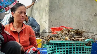 Tôm hùm, cá ở Phú Yên tiếp tục chết bất thường, đã gom gần 100 tấn 