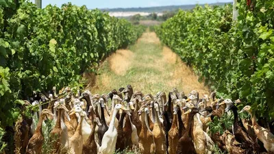 Đàn vịt ở thị trấn sản xuất rượu vang Stellenbosch, tỉnh Western Cape (Nam Phi). Video: REUTERS