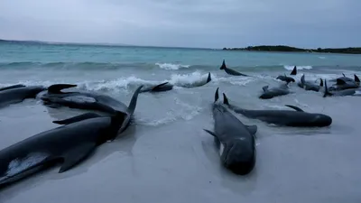 VIDEO: Hơn 70 con cá voi hoa tiêu mắc cạn trên bờ biển