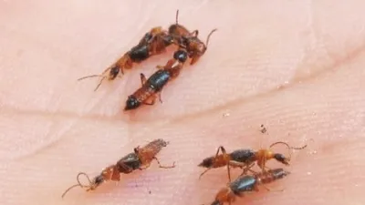 Nỗi ám ảnh kiến ba khoang tấn công người