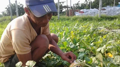 Độc đáo dưa hấu hồ lô ở cù lao Tân Triều