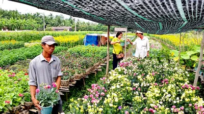 Nhà vườn cung ứng 1,9 triệu chậu hoa kiểng phục vụ tết
