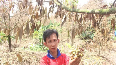Khóc ròng vì sầu riêng đặc sản chết khô hàng loạt