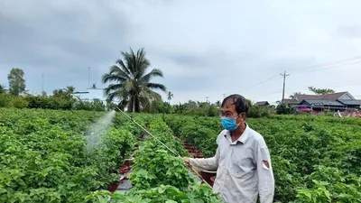 Chợ Lách sản xuất 17 triệu hoa kiểng phục vụ Tết Tân Sửu 2021