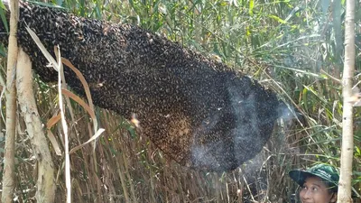 Trưng bày tổ ong mật 'khủng' nhất U Minh Hạ tại sự kiện Hương rừng U Minh