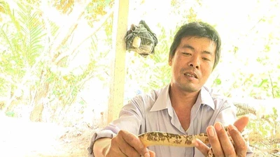 Người dân cù lao Minh bắt được lươn rằn ri kỳ lạ
