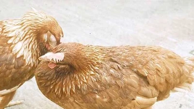 Trường mầm non mua gà bệnh làm thức ăn cho trẻ