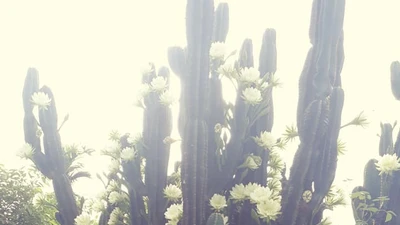 Trầm trồ cây xương rồng 30 năm tuổi trổ kín hoa