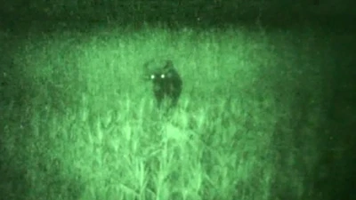 Các cá thể nghi bò tót bỗng dưng biến mất