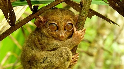 10 động vật sở hữu vẻ ngoài kỳ quặc 'không thể tin nổi'