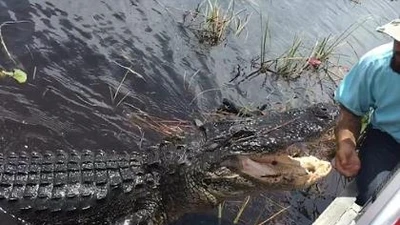 Hướng dẫn viên tay không chơi đùa với cá sấu 