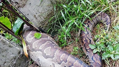 Trăn khổng lồ chết nghẹn sau khi nuốt một chú chó