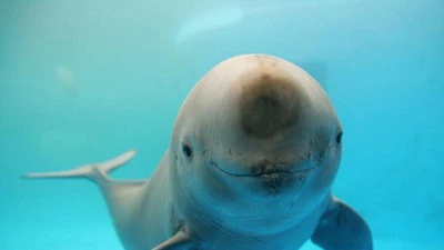 Những động vật hạnh phúc nhất trên thế giới