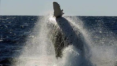 Cá voi hất tung tàu cá lên trời, 4 người nhập viện