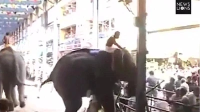 Clip: 'Voi điên' quật chết người tại lễ hội Ấn Độ