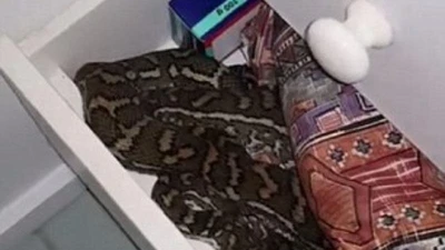 Đứng tim phát hiện trăn cuộn tròn trong phòng tắm