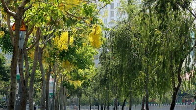 Sài Gòn có phố hoa vàng
