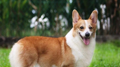 Chém 2 người vì... con chó