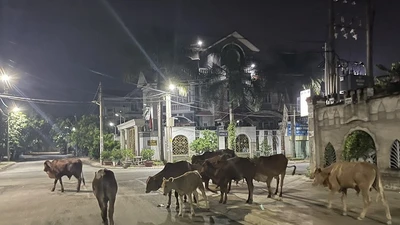 Đồng Nai: Cán bộ phường xử lý bò thả rông trong khu dân cư