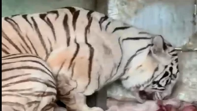 Bạch hổ Bengal quý hiếm sinh 5 hổ con tại Khu du lịch Vườn Xoài