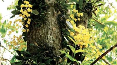 Đắk Lắk: Trú mưa khi vào rừng tìm lan, hái nấm 3 người bị cây ngã đè tử vong