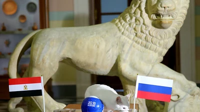 Mèo 'tiên tri' Achilles dự đoán Ai Cập ghi bàn nhưng Nga thắng
