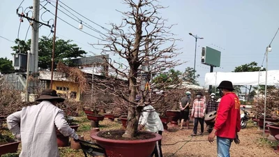 Nhộn nhịp mai vàng phía Nam 'bay' ra Hà Nội