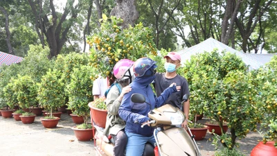 Chợ hoa tết TP.HCM khoe sắc 