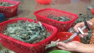 Nhận biết tôm bơm tạp chất như thế nào?